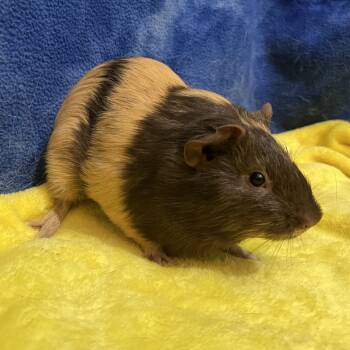 Rescue Guinea Pig Guinea Pigs for Adoption in Decatur, Georgia - Autumn(bonded With Sorrel) | PetCurious